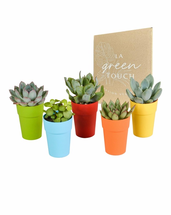 Mix de 5 succulentes et leurs caches-pots colorés h16cm