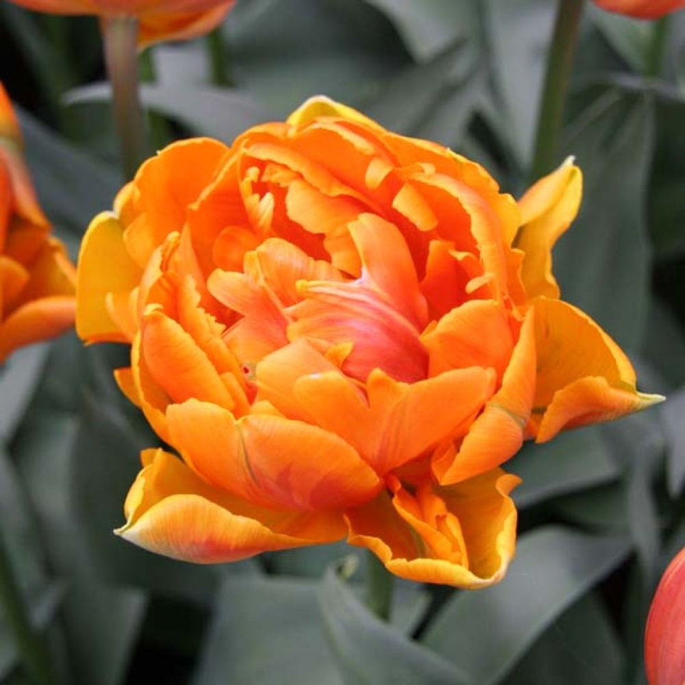 Trolle 'orange princess' bulbe calibre 11+ (par 10)