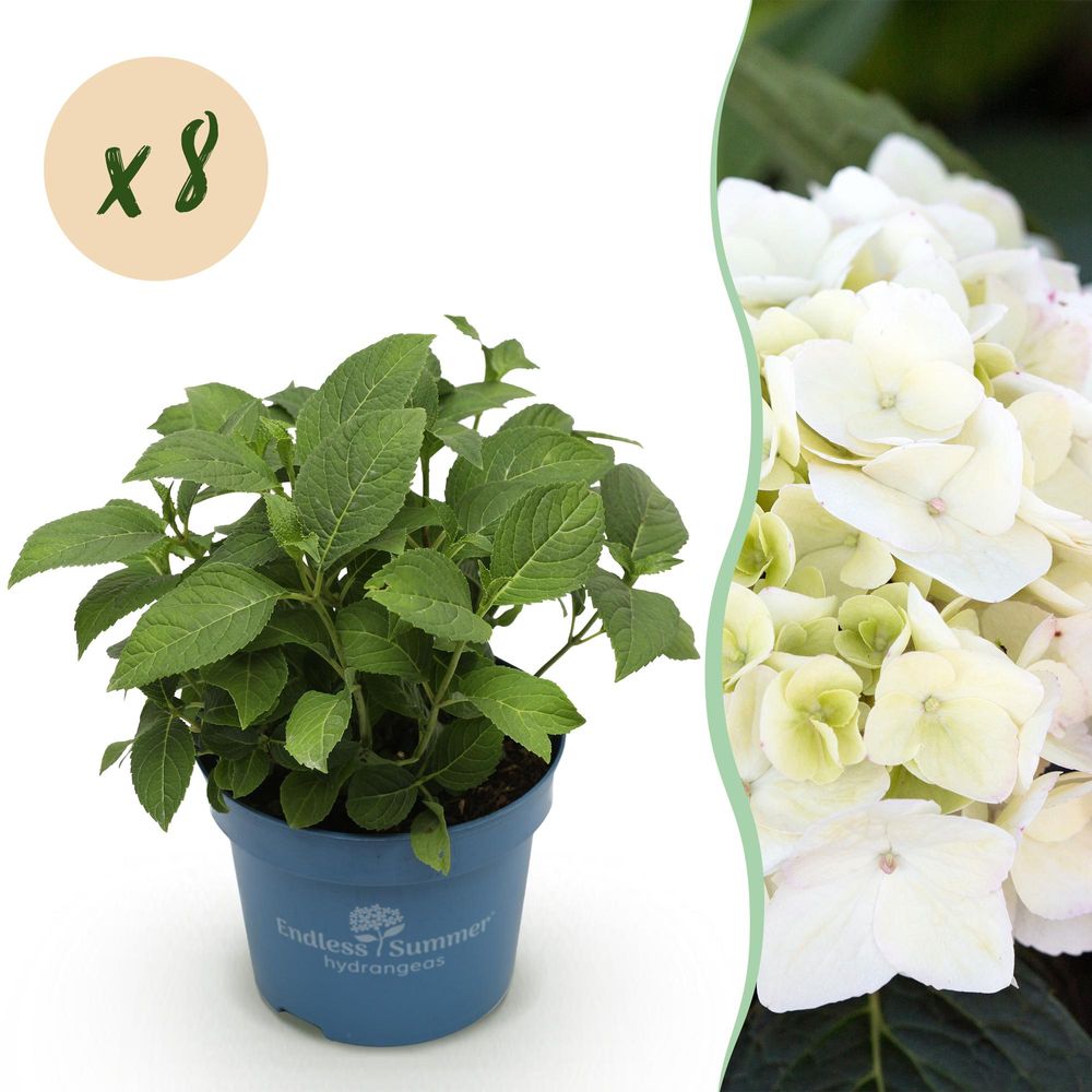 Hortensia endless summer the bride - 48 plants - h 20-25 cm, pot ø14 cm
