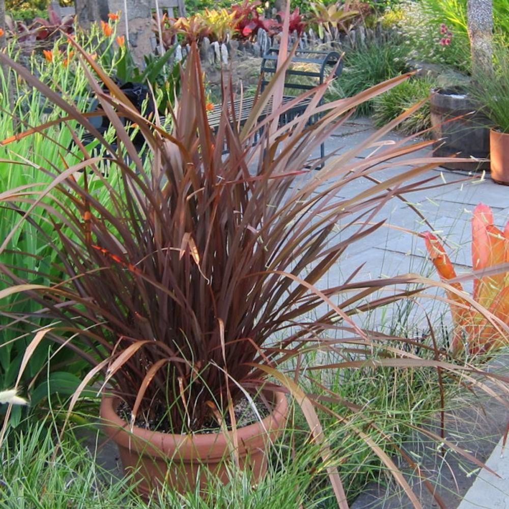 Lin de nouvelle-zélande amazing red, phormium pot de 4l - 20/40 cm