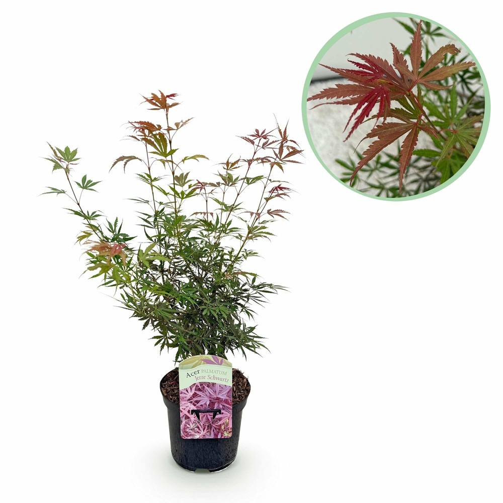 Érable du japon - rouge foncé - pot 19cm hau