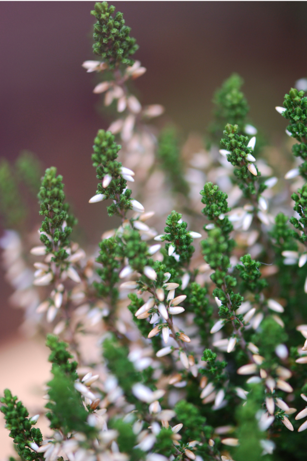 Bruyère d'été'white angie ?' - en pot de 1 litre