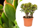 Crassula ovata 'sunset' xl - plante d'intérieur - succulente - ⌀ 30cm - h55-60cm