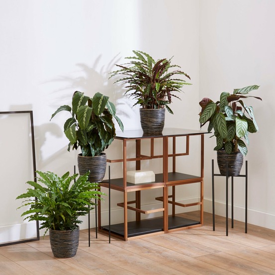 4 calathéas en mélange - les 4 pots / ø 12cm / hauteur livrée 60-70cm