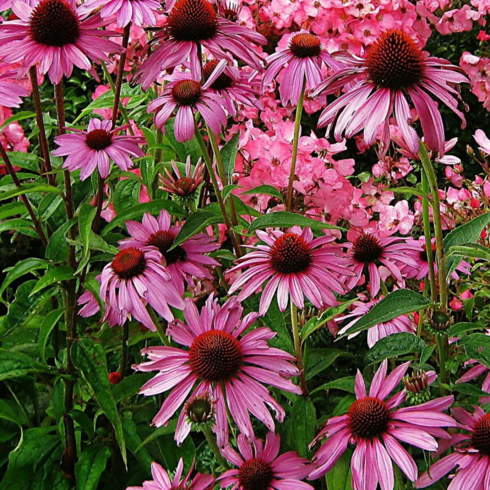 Échinacée purpurea fatal attraction® godet - 5/20 cm