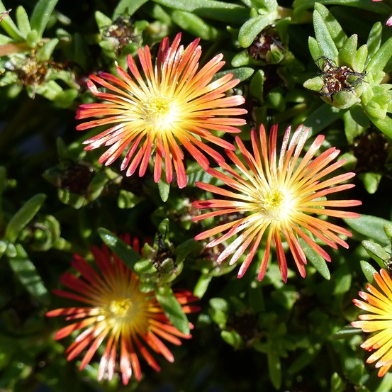 Pourpier 'wheels of wonder fire' pot de 2l/3l