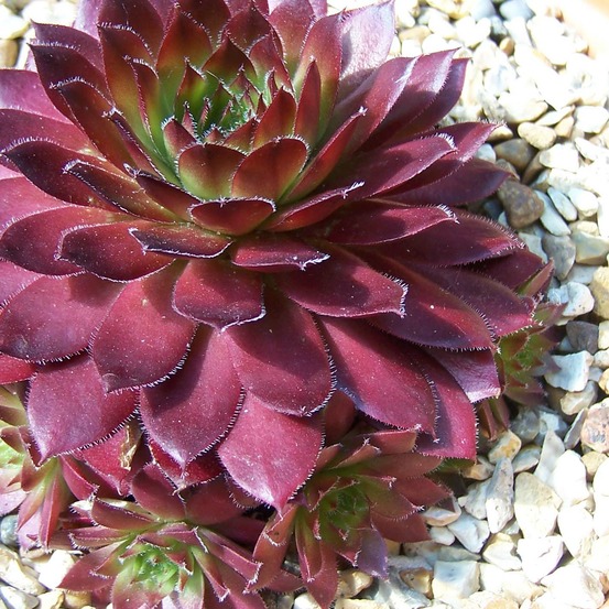 Joubarbe toile d'araignée 'rubin' godet de 8/9 cm
