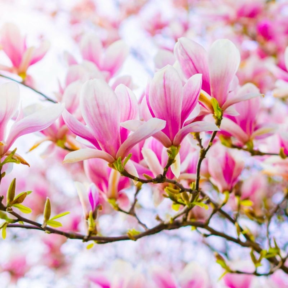 Magnolia de soulange (magnolia soulangeana)