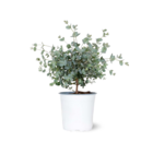 Eucalyptus gunnii - arbuste persistant - ↕ 40-50 cm - ⌀ 21 cm - plante d'extérieur