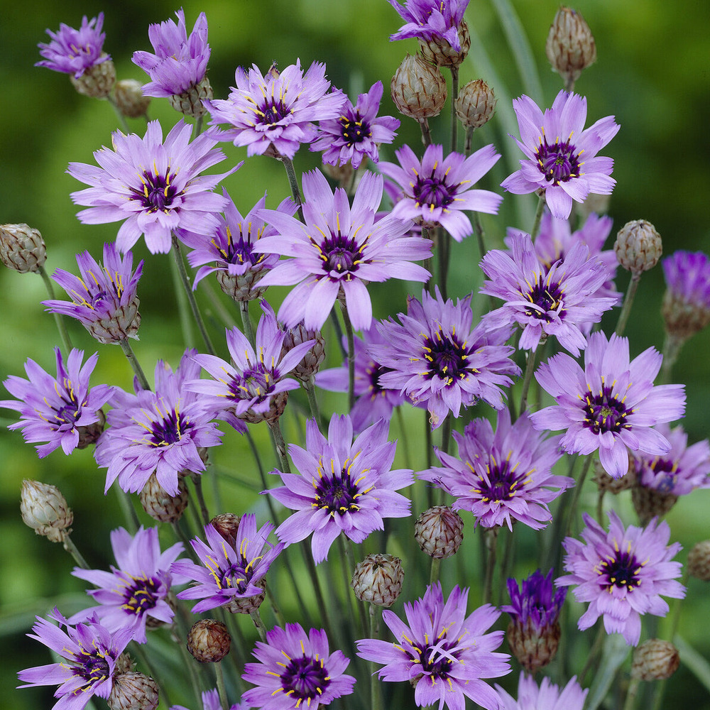 Catananche bleue - cupidone - le pot / ø 9cm, vendu par lot de 4