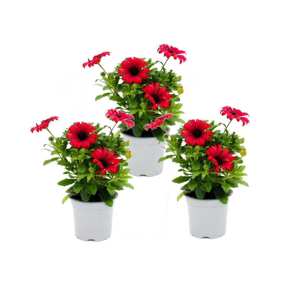 Osteospermum ecklonis - pot 11cm - lot de 3 plantes - rouge