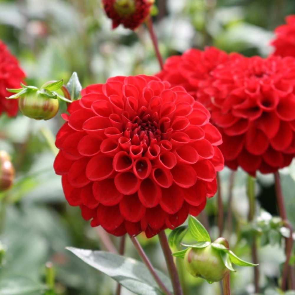 Dahlia pompon 'red fox' bulbe calibre i