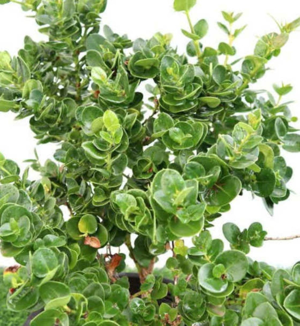 Carissa macrocarpa 'prostrata' (prunier du natal) pot de 9l - 40/60cm