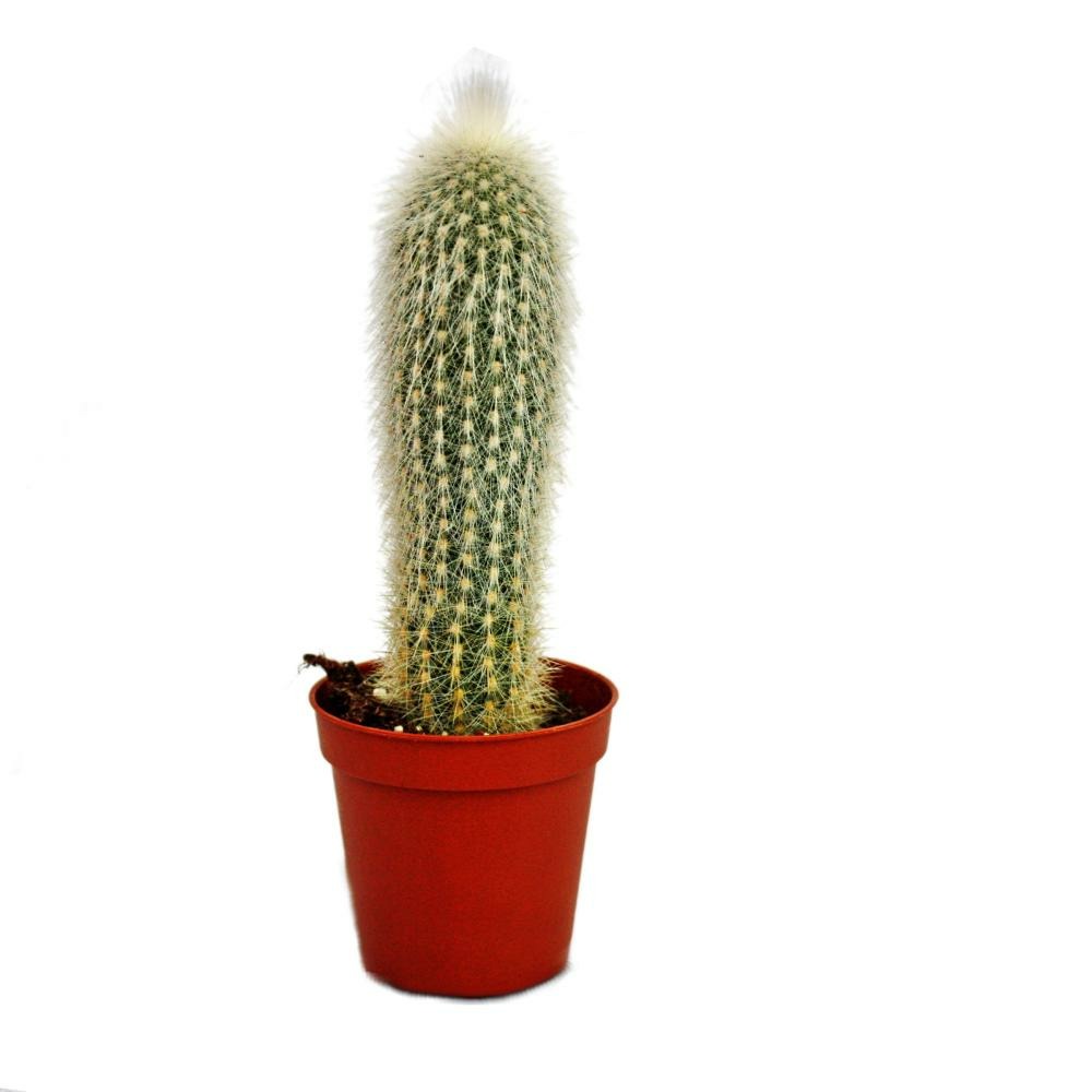 Cleistocactus strausii - bougie en argent - en pot de 8,5cm
