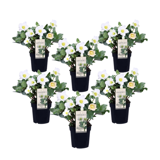 Rose de noël - set de 6 - helleborus niger 'mont blanc' - h20-30cm - ⌀12cm