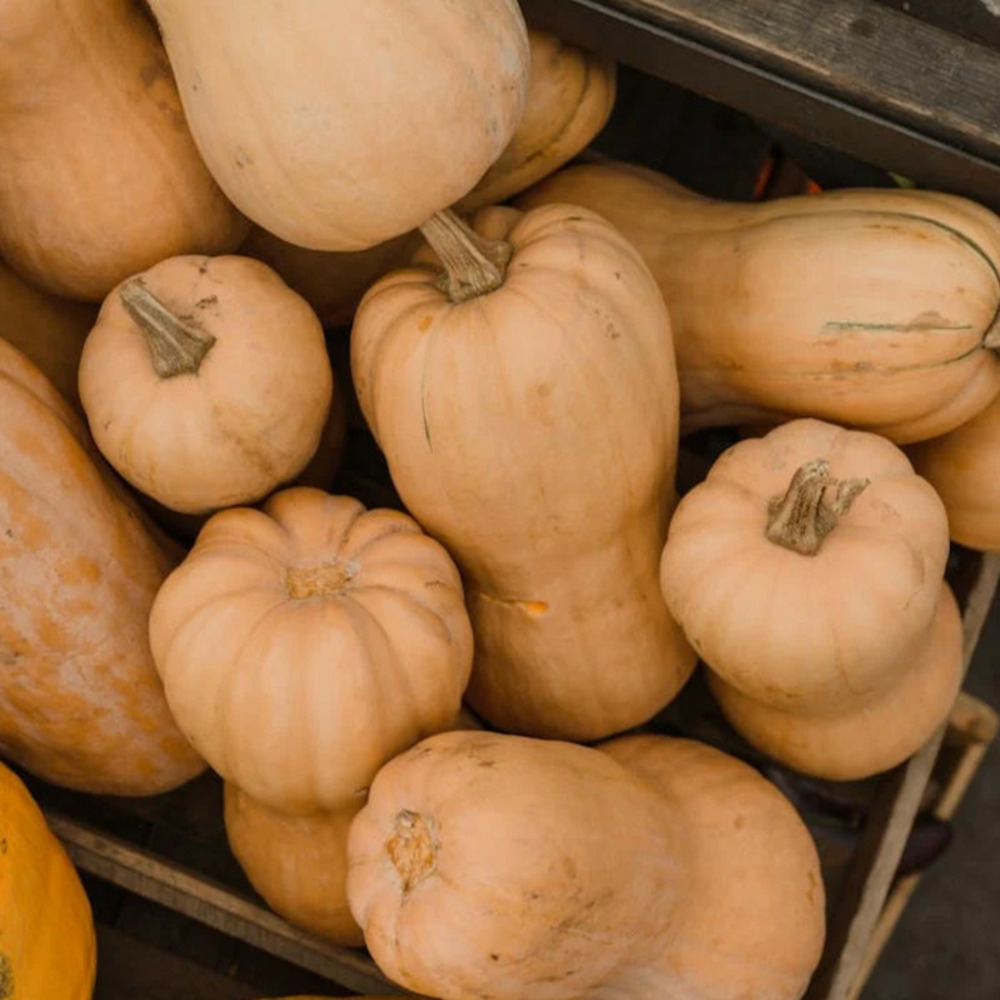 Graines de courge butternut sibelle - vilmorin sachet