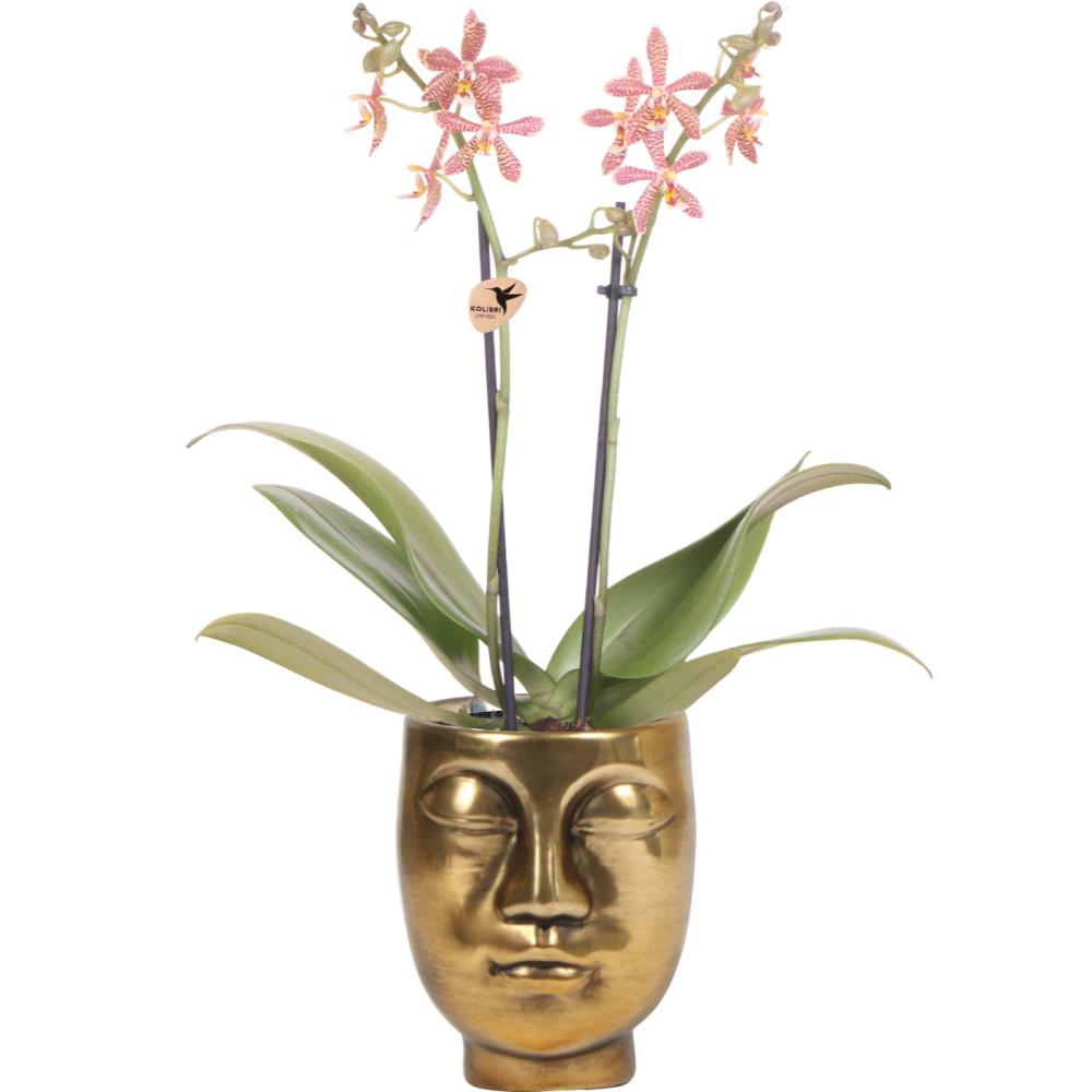 Orchidées colibri - orchidée phalaenopsis orange - araignée en or face-2-face - pot 9cm