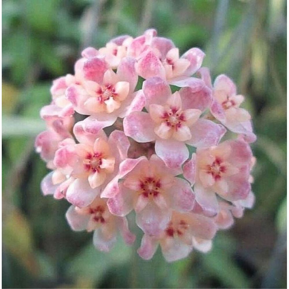 Hoya scortechinii ut001 fleur rose - pot de 9cm