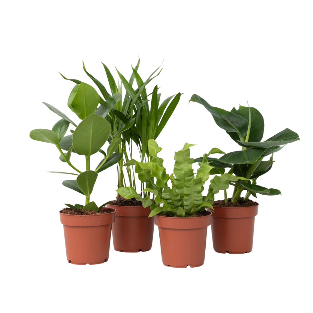 Plantes d'intérieur - set de 4 - areca asplenium clusia musa - h25-40cm - ⌀12cm
