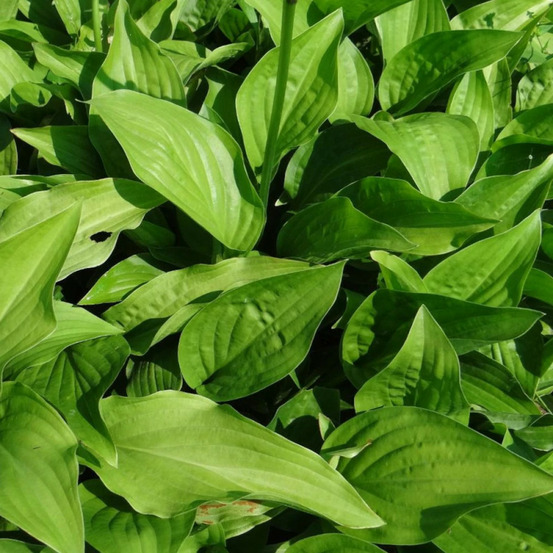 Hosta plantaginea lot de 9 godets
