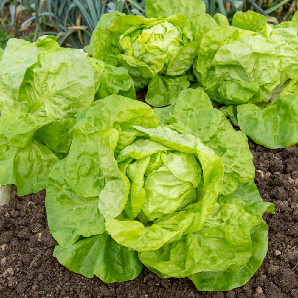 Semi Lattuga Blonde Paresseuse - 3g, Resistente Al Calore, Per Orto Domestico - Foto 6