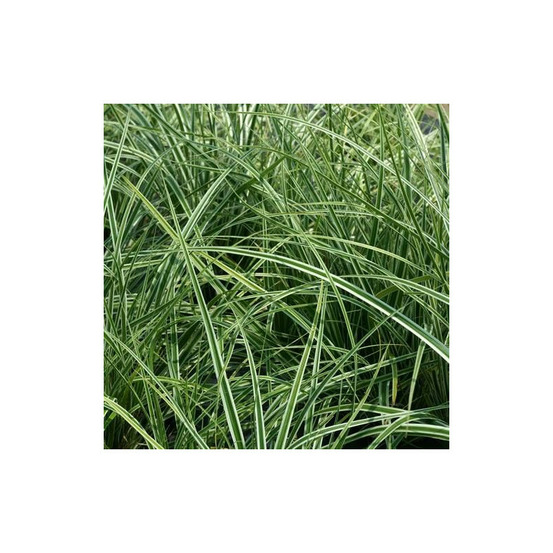 Laîche d'oshima fiwhite® godet - 5/20 cm