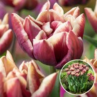 Tulipa wyndham - bulbes à fleurs x14 - tulipe - pourpre - tulipes de hollande