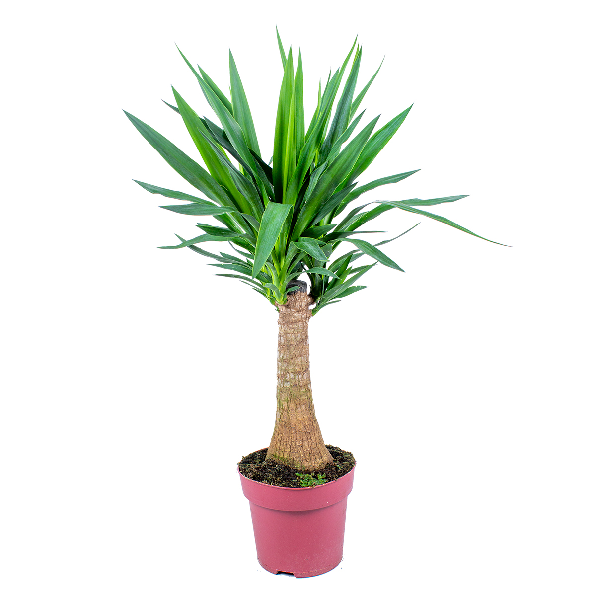 Yucca 'elephantipes' 1 tig - palm lily par pièce - plante d'intérieur et pot de pépinière ⌀21 cm - ↕70-80 cm