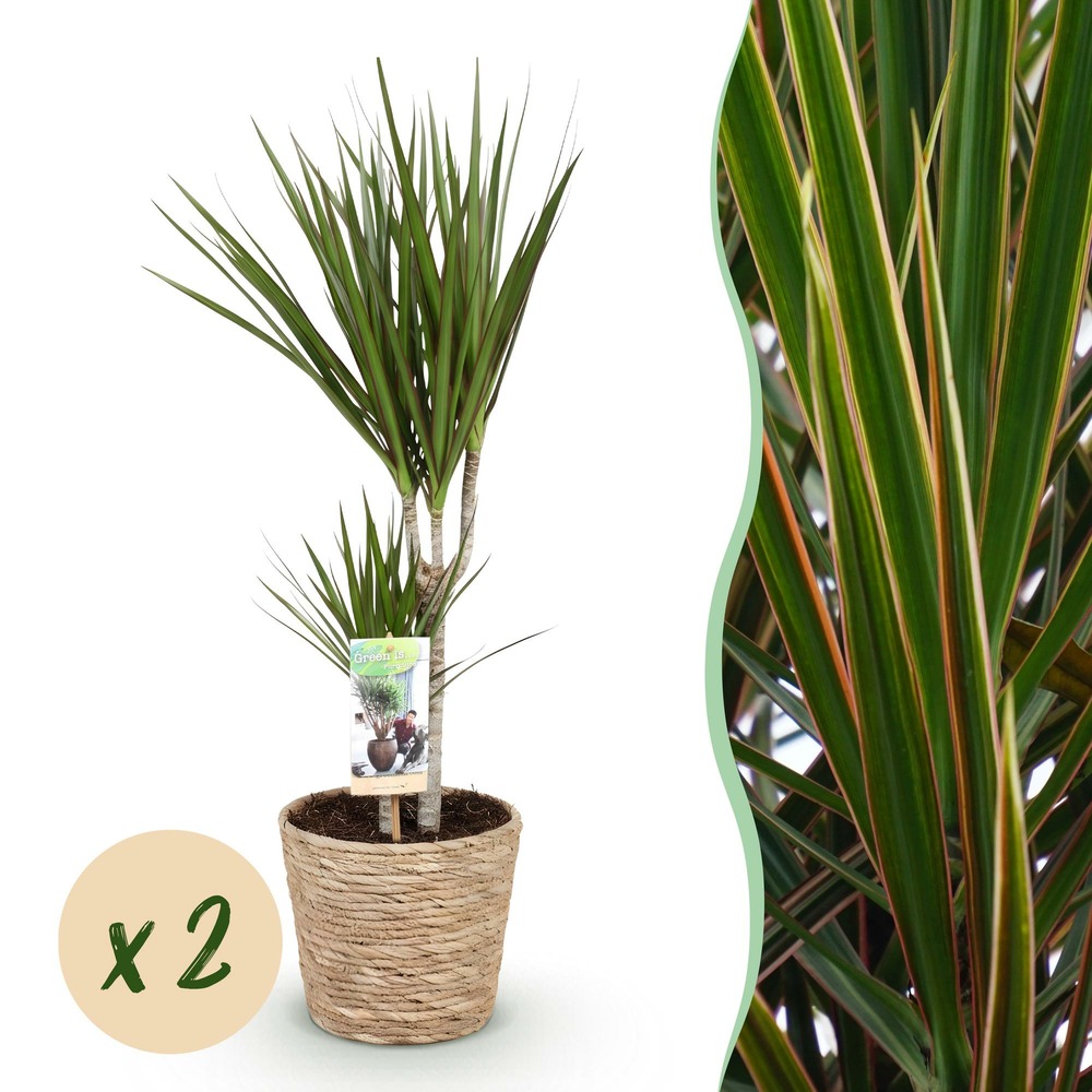 Dracaena marginata – lot de 2 – pot 17 cm – hauteur 70-80 cm