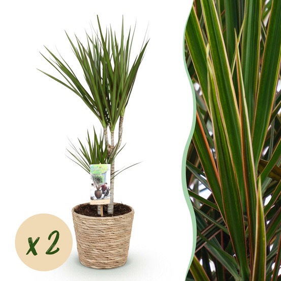 Dracaena marginata – lot de 2 – pot 17 cm – hauteur 70-80 cm