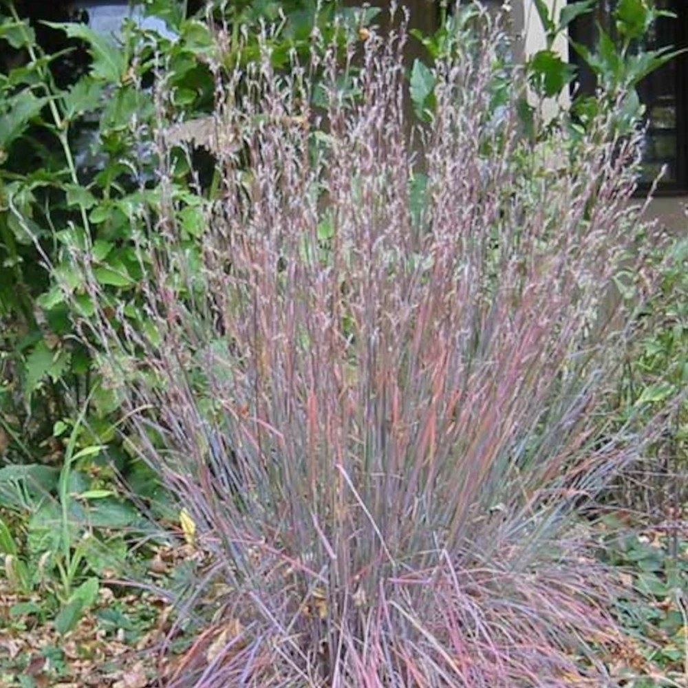 Schizachyrium blue heaven lot de 3 godets