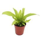 Mini plante - asplenium antiquum - nid de fougère - idéal pour petits bols et verres - petite plante en pot de 5,5 cm