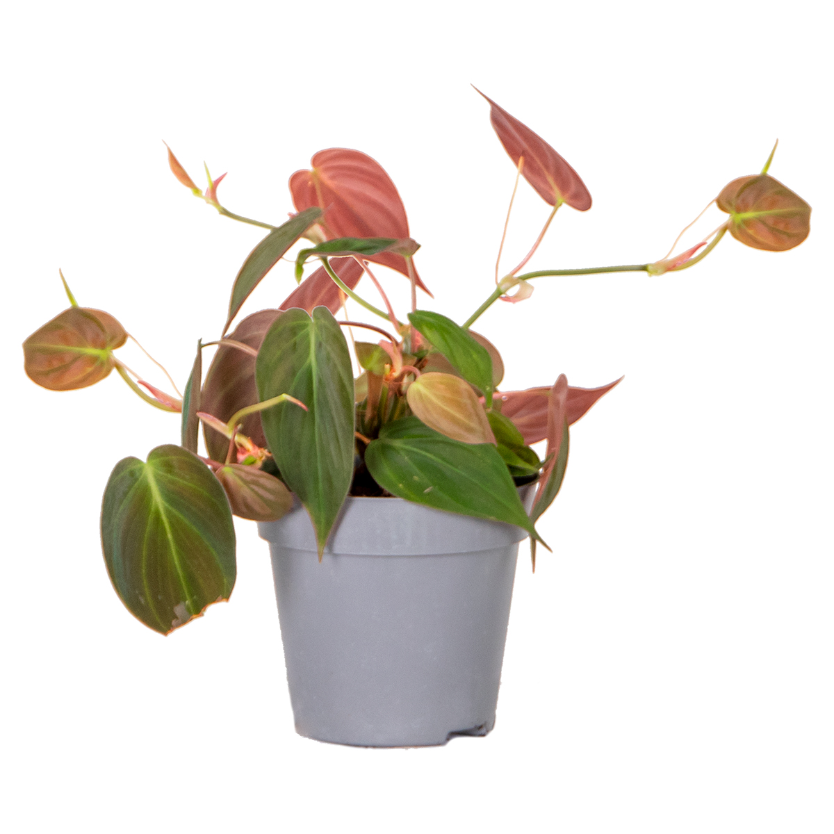 Philodendron 'micans' - arum par pièce - plante d'intérieur '12 - '25 cm'