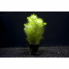 Plante aquatique : Pogostemon Erectus en pot