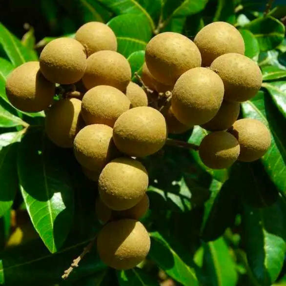 Dimocarpus longan (longan ou oeil du dragon) pot de 7 litres ? 60/80 cm