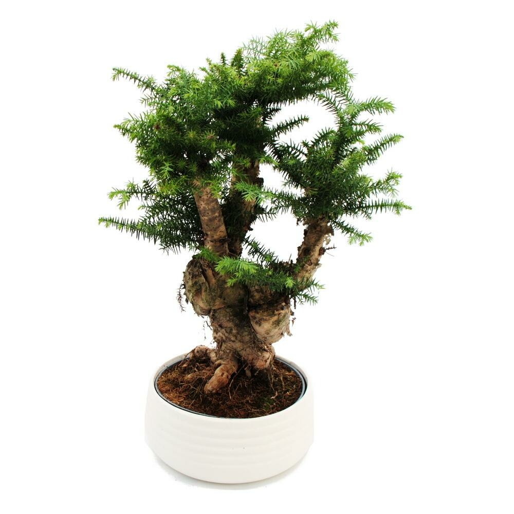 Bonsaï d'intérieur araucaria cunninghamii sapin d'intérieur araucaria de nouvelle-guinée hauteur env. 65cm coupe 26cm