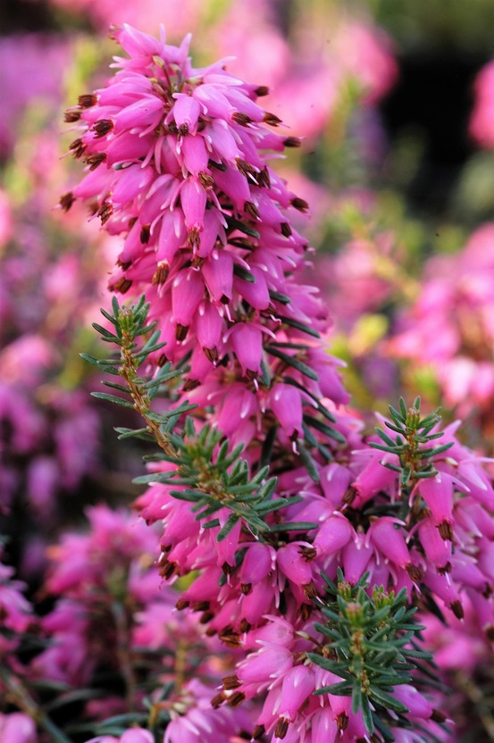 Bruyère d'hiver 'rosalie' - en pot de 1 litre