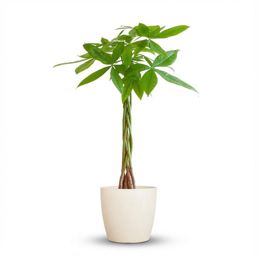 Pachira aquatica - pot de 21cm - hauteur 80cm