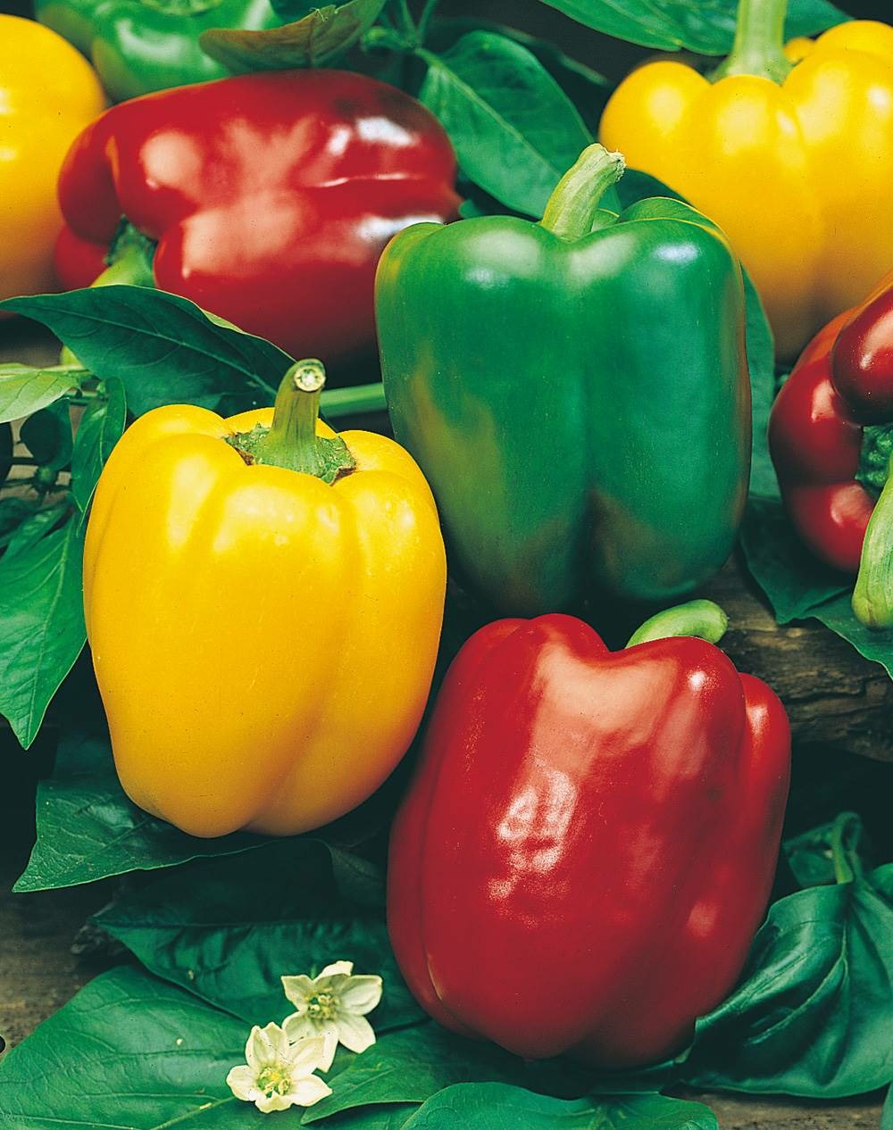 Poivron lamuyo hf1 - 0.2 g