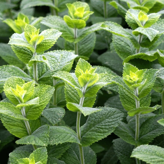 Menthe mojito - prêt à consommer pot de 1,5l - 10/20 cm