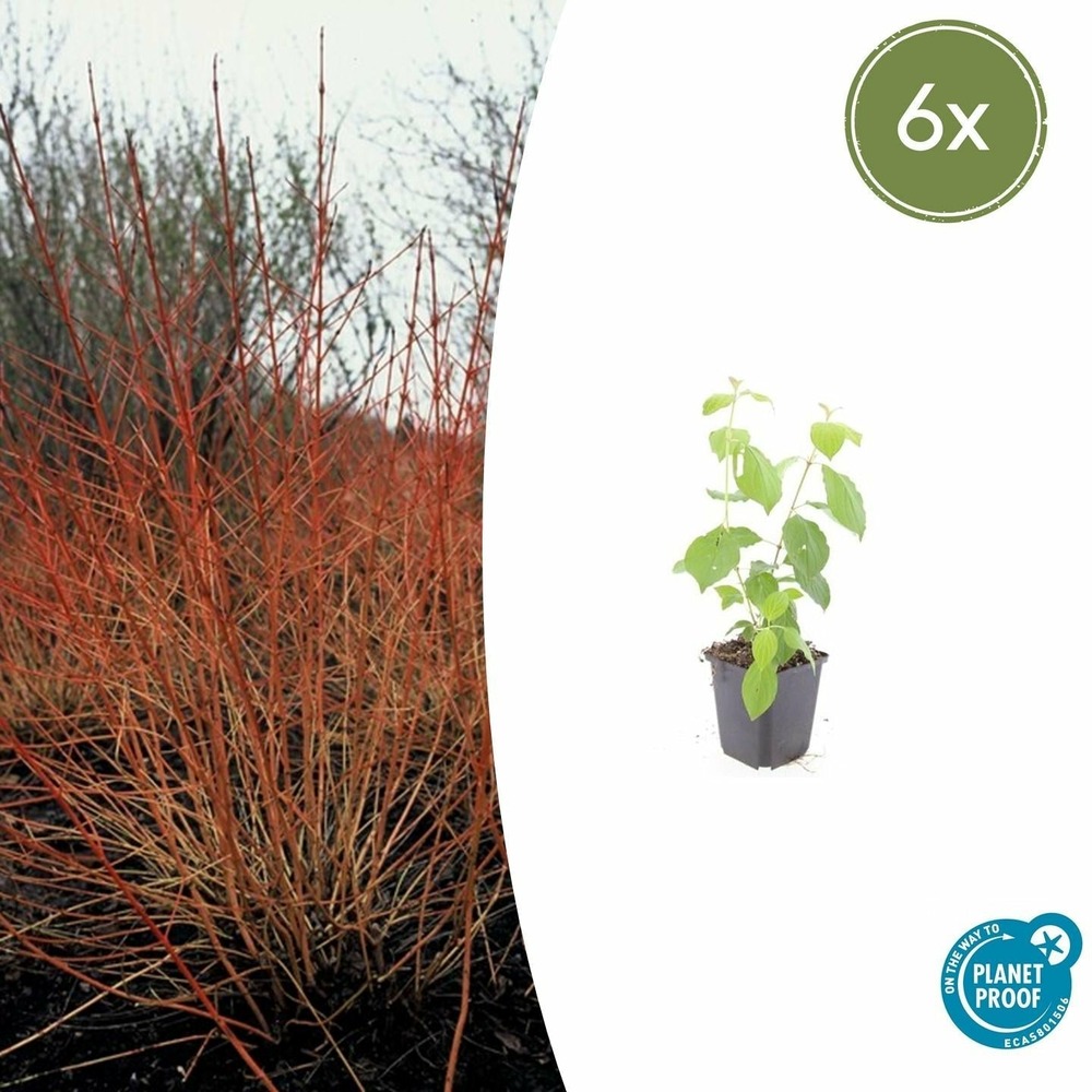 Cornouiller sanguin 'midwinter fire' x6 – entre 0,38 et 0,5m2