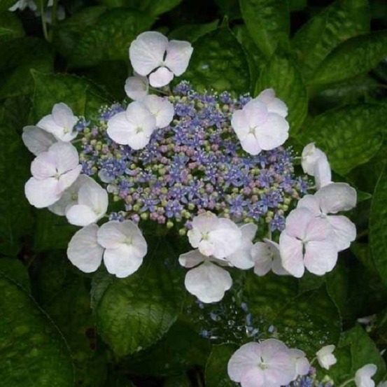 Hortensia 'teller white' - hydrangea 'teller white' - 40-60 cm pot