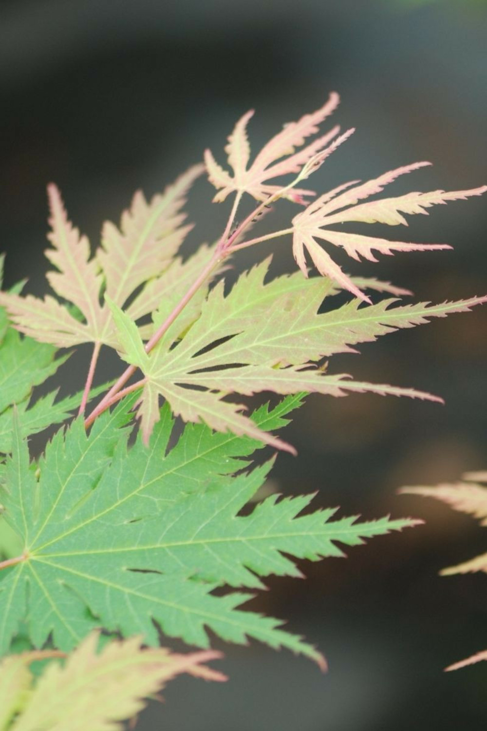 Érable du japon x pseudosieboldianum 'artic jade' - en pot de 2 litres