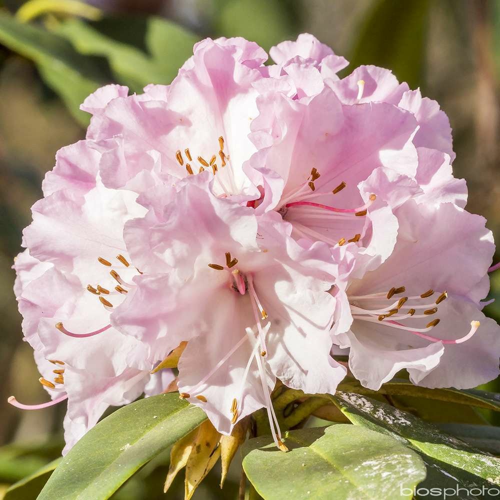 Rhododendron x 'christmas cheer':conteneur 7.5l