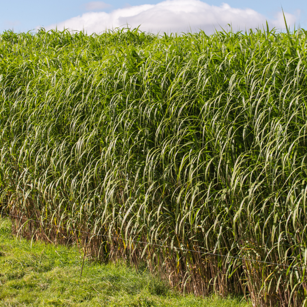 Miscanthus géant - miscanthus giganteus 100 cm godet 9cm
