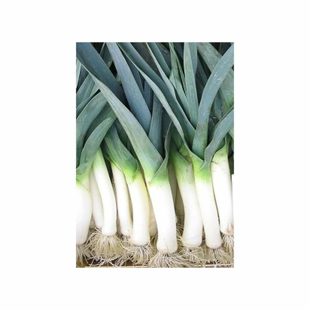 Graines de poireau leblond