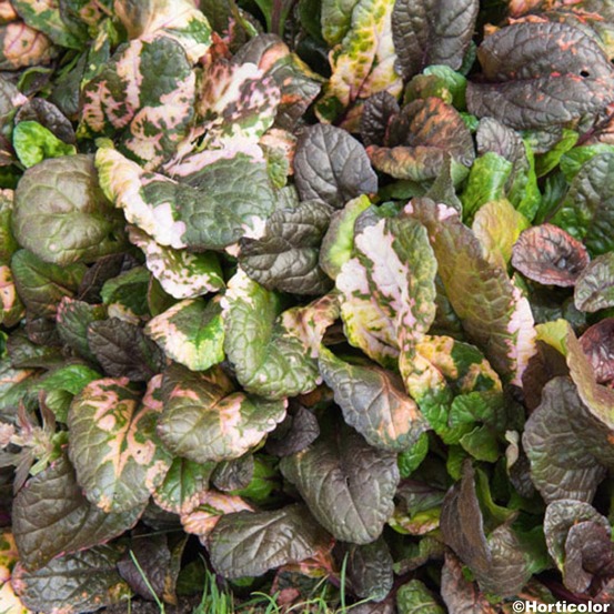 Bugle rampant 'rainbow' godet de 8/9 cm