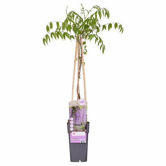 Wisteria floribunda 'naga noda' - paarse regen - h65 cm - ø15 cm