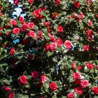 Camélia du japon à fleurs doubles rouge, le pot / 2l / hauteur livrée 35-40cm