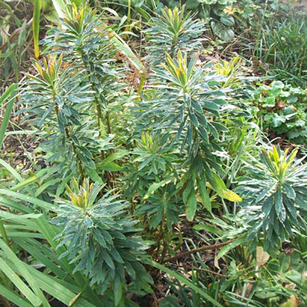 Euphorbe de martin godet de 8/9 cm